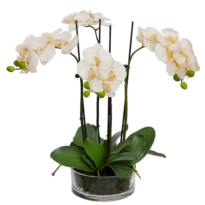 Orchid in Cylinder Glass 48cm Artificial Flower Arrangements and Artificial Plants