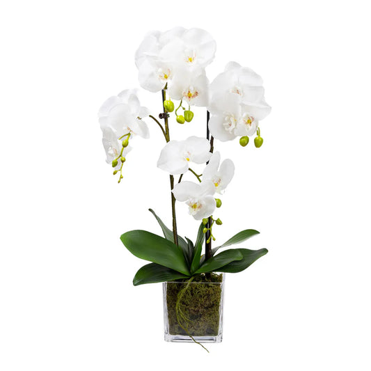 Orchid in Square Glass 60cm Artificial