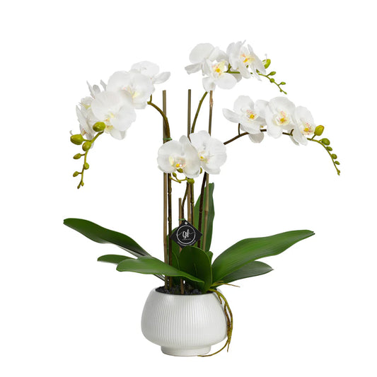 Orchid in White Pedestal Bowl 62cm Artificial