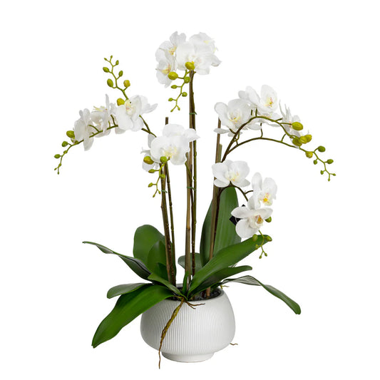 Orchid in White Pedestal Bowl 78cm Artificial