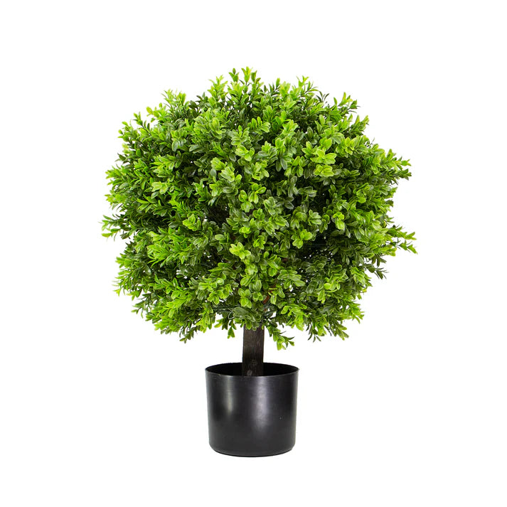 Boxwood Ball in Pot