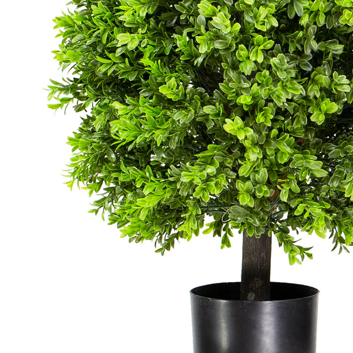 Boxwood Ball in Pot