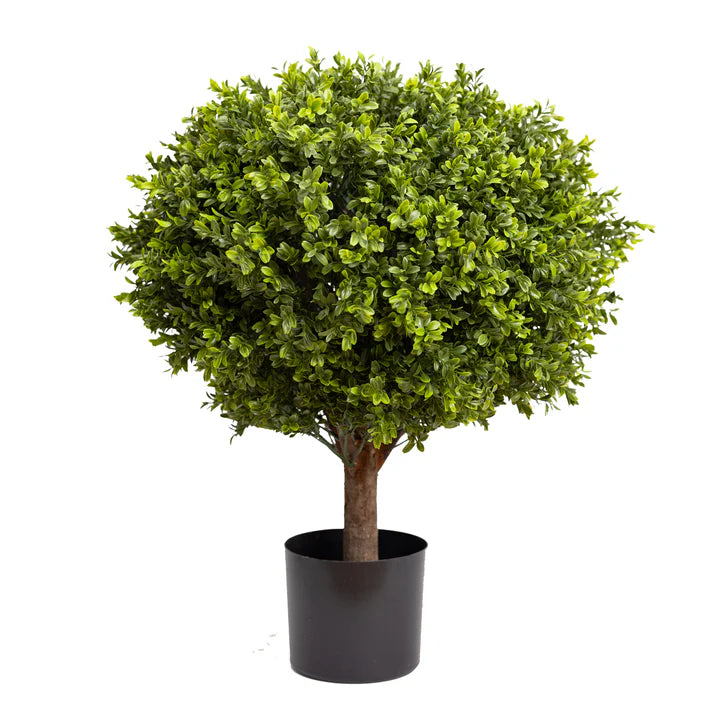 Boxwood Ball in Pot