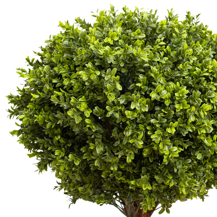 Boxwood Ball in Pot