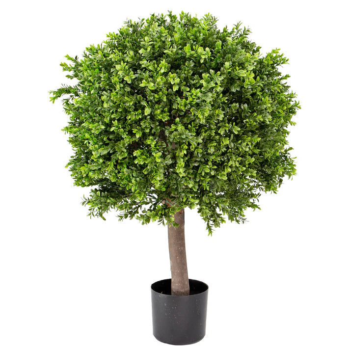 Boxwood Ball in Pot