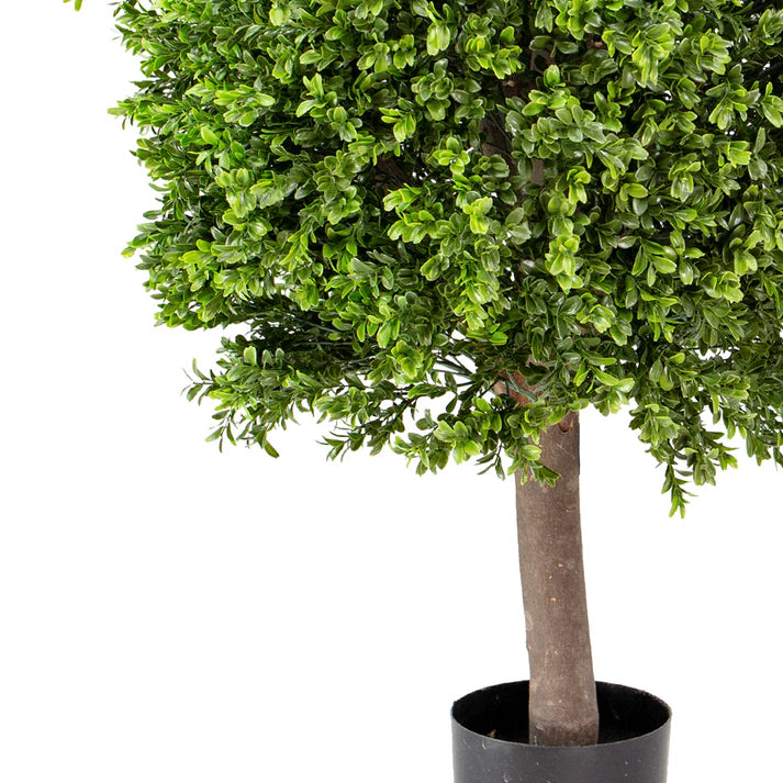 Boxwood Ball in Pot