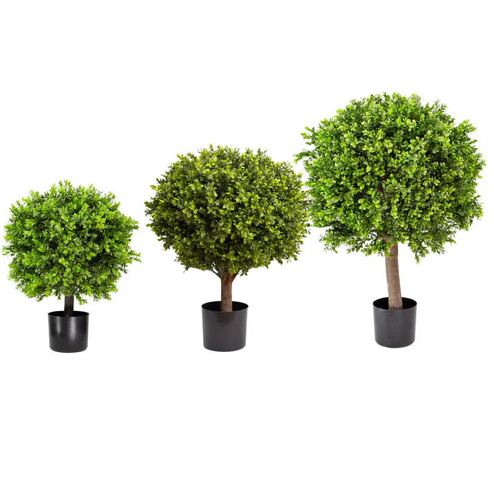 Boxwood Ball in Pot