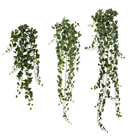 English Ivy Hanging Bush