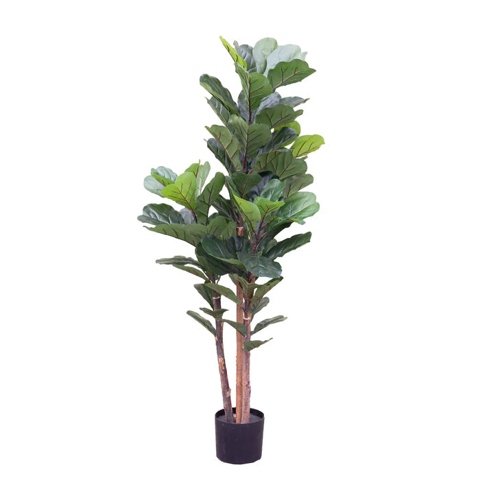 Fiddle Tree in Pot 150cm Artificial