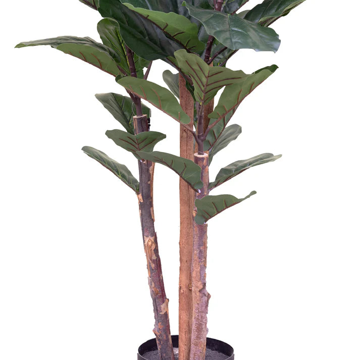 Fiddle Tree in Pot 150cm Artificial
