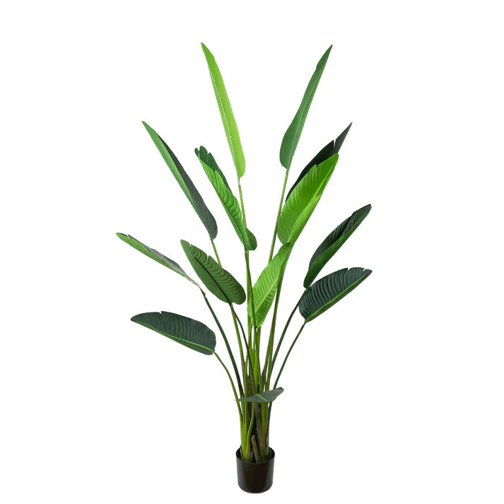 Traveler Palm Tree 185cm Artificial Plants