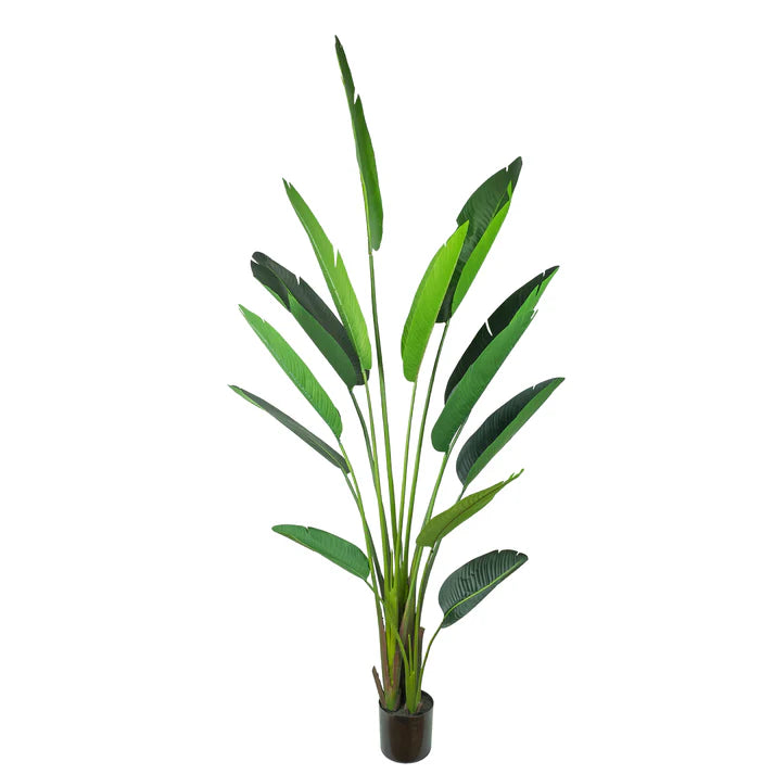 Traveler Palm Tree 240cm Artificial Plants
