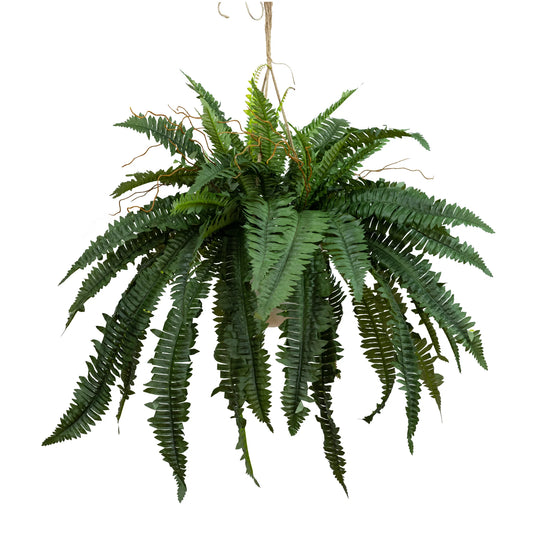 Boston Fern in Hanging Planter Plants
