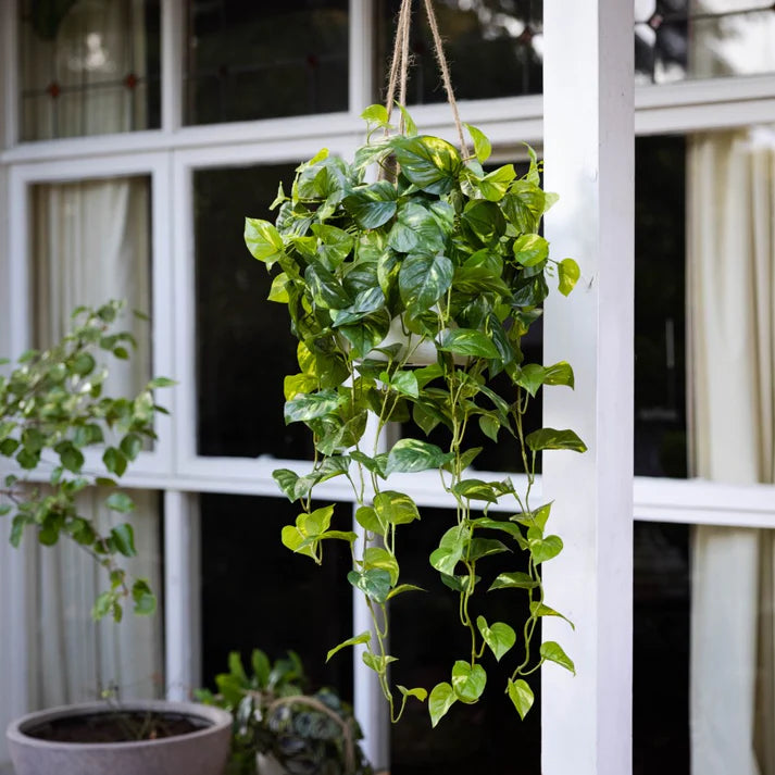 Pothos Bush in Hanging Planter 104cm Artificial Plants