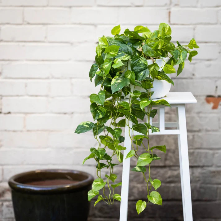 Pothos Bush in Hanging Planter 104cm Artificial Plants