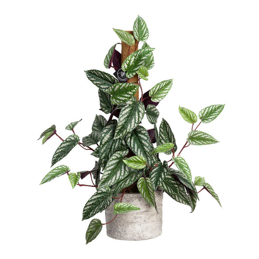 Cissus Plant on Pole 68cm Artificial