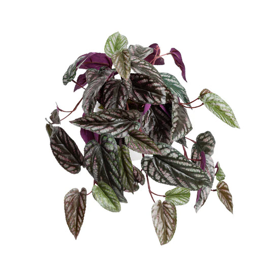 Cissus Plant in Pot 23cm Artificial