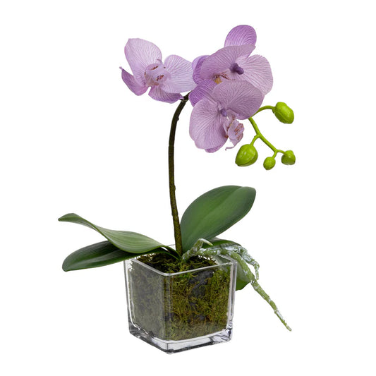 Orchid in Square Glass (Lavendar) 32cm Artificial