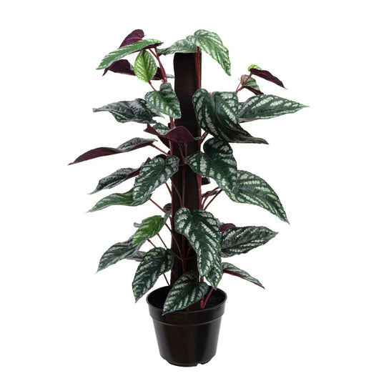Cissus Discolour on Pole 61cm Artificial Plants